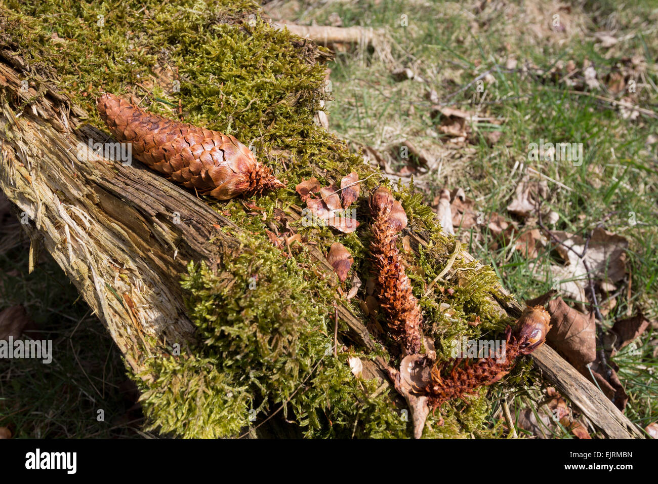 Segno di tracking di parzialmente mangiato pigne a uno scoiattolo grigio Sciurus carolinensis sito alimentazione Teesdale County Durham Regno Unito Foto Stock
