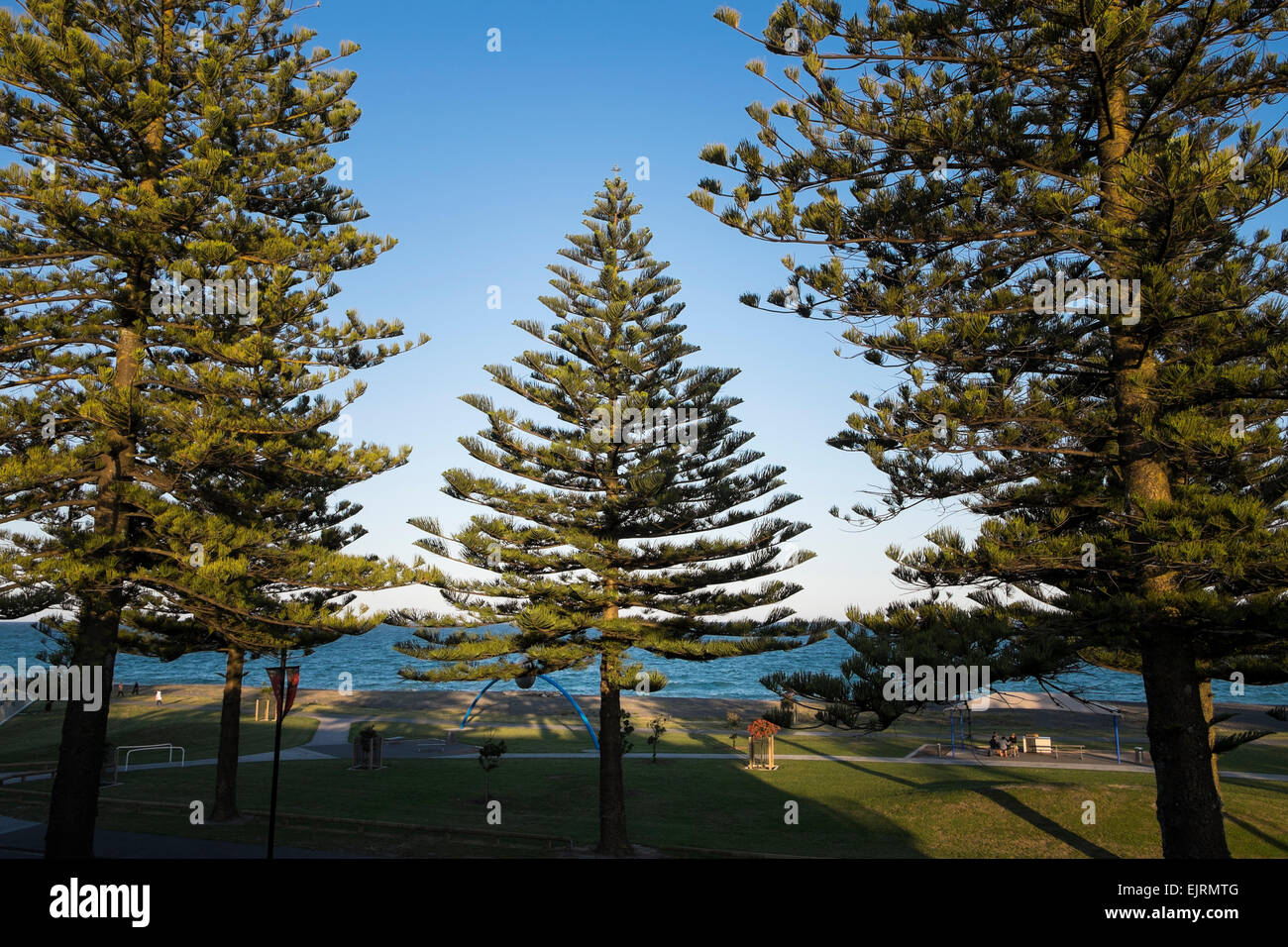 Isola Norfolk Pino, Araucaria heterophylla, alberi su Marine Parade, Napier, Nuova Zelanda Foto Stock