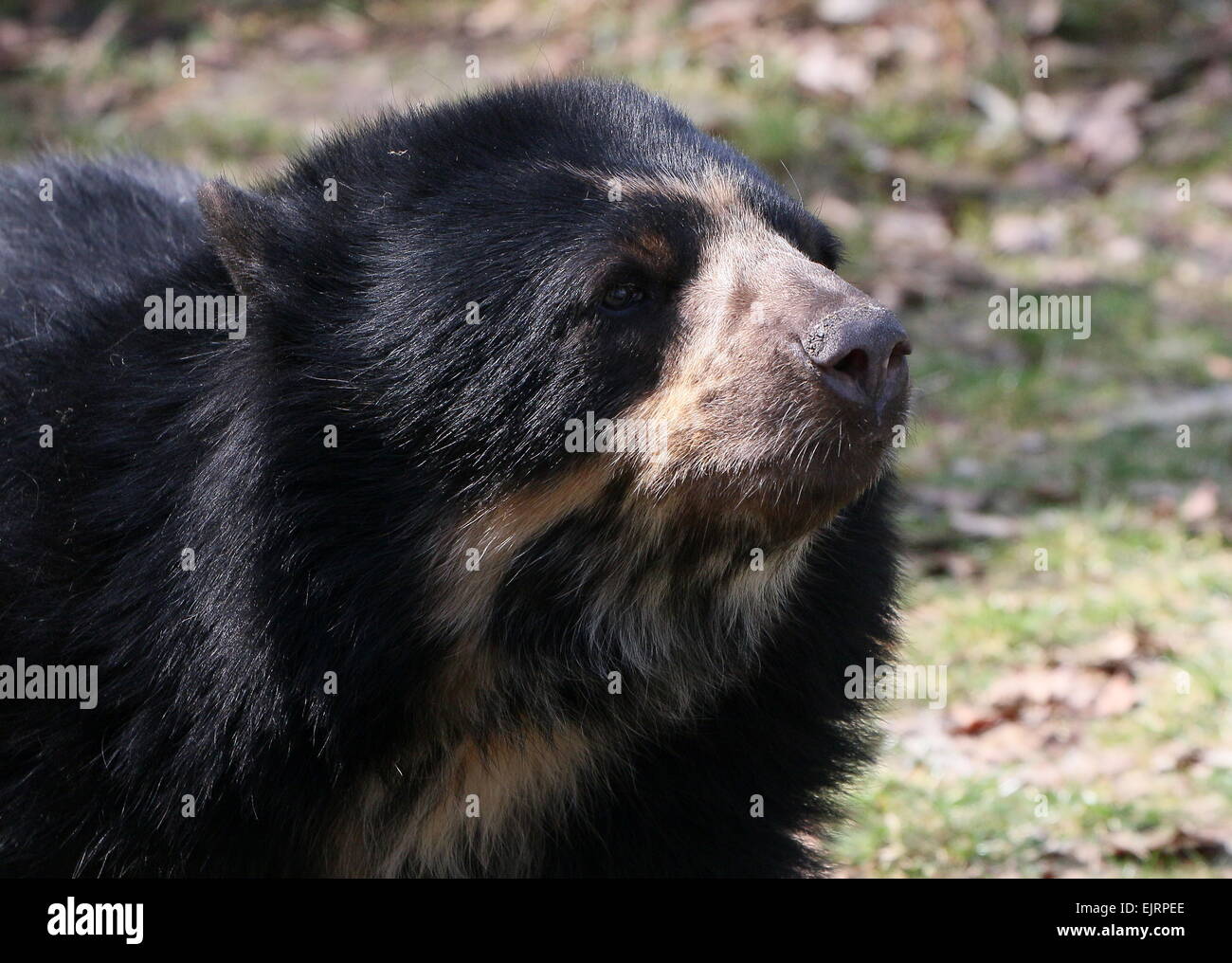 Spectacled o orso andino (Tremarctos ornatus) close-up della testa Foto Stock