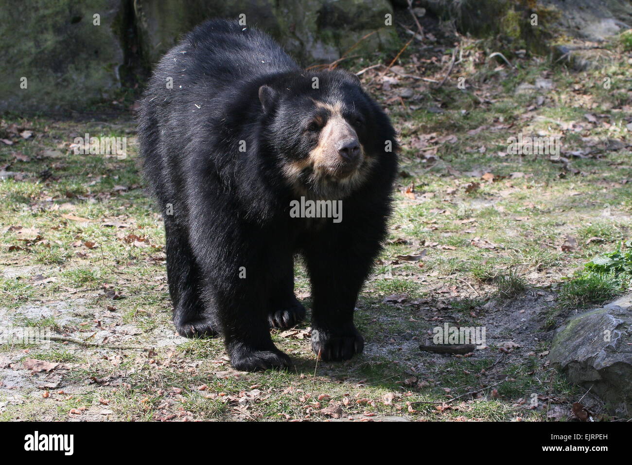 Maschio di avviso del Sud America o Spectacled orso andino (Tremarctos ornatus) Foto Stock