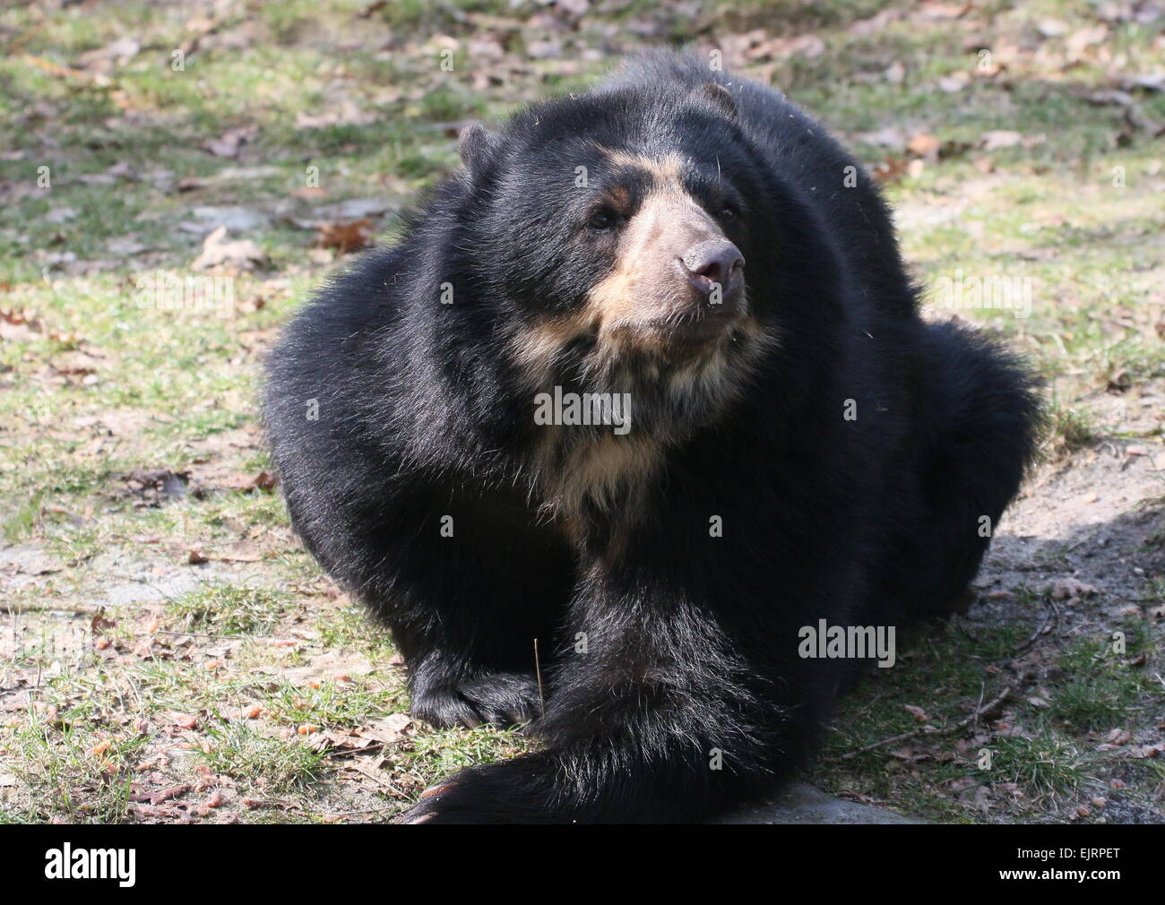 Spectacled o orso andino (Tremarctos ornatus) giacente a terra Foto Stock