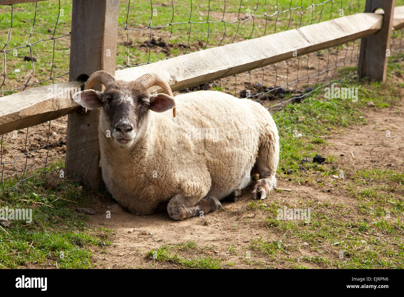 Una pecora con corna si rilassa in uno zoo di animali domestici Foto Stock
