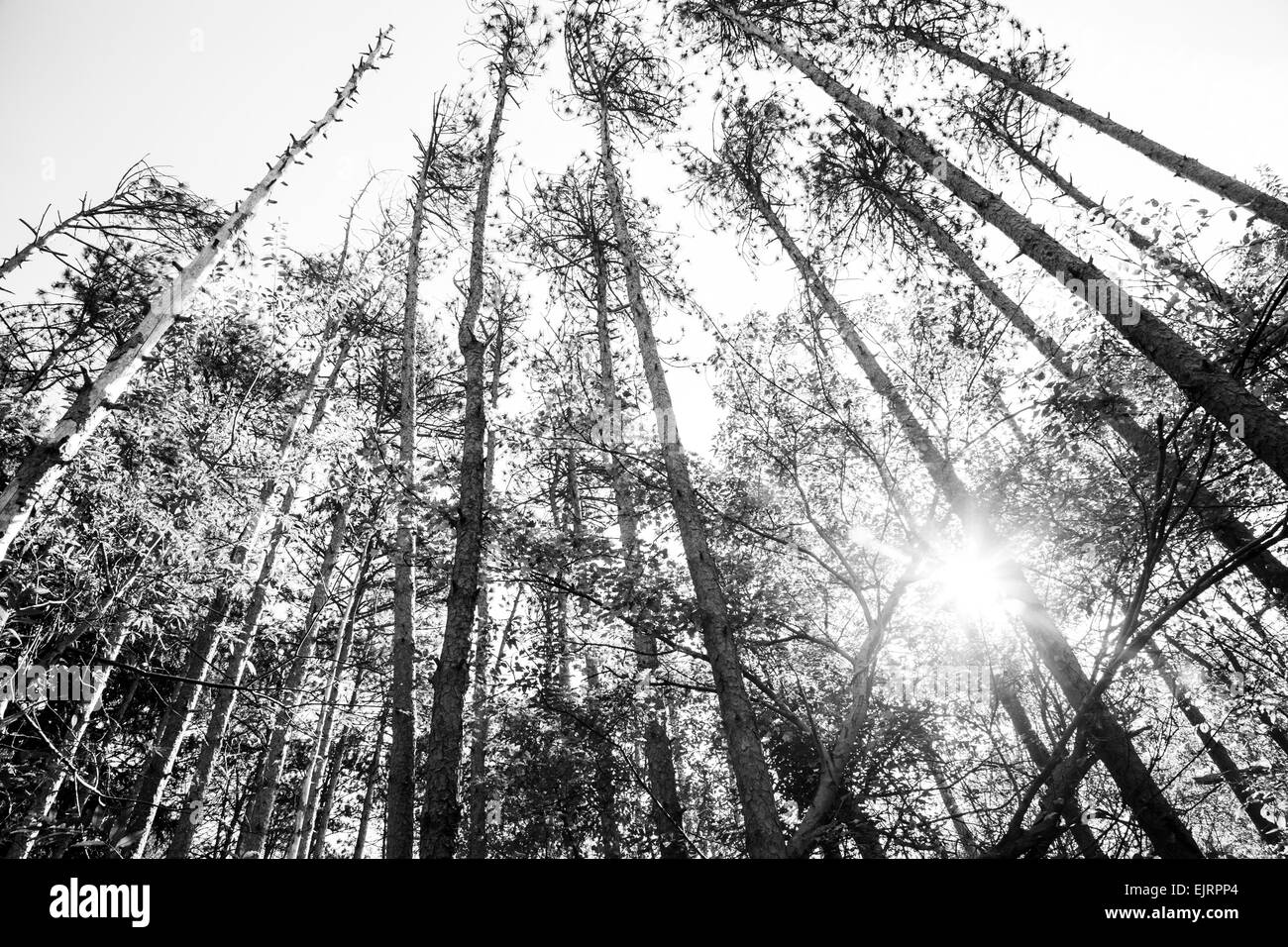 Una vista unica di una foresta di pini cercando tra gli alberi con un bel cielo azzurro come sfondo. Bianco e nero colortone Foto Stock