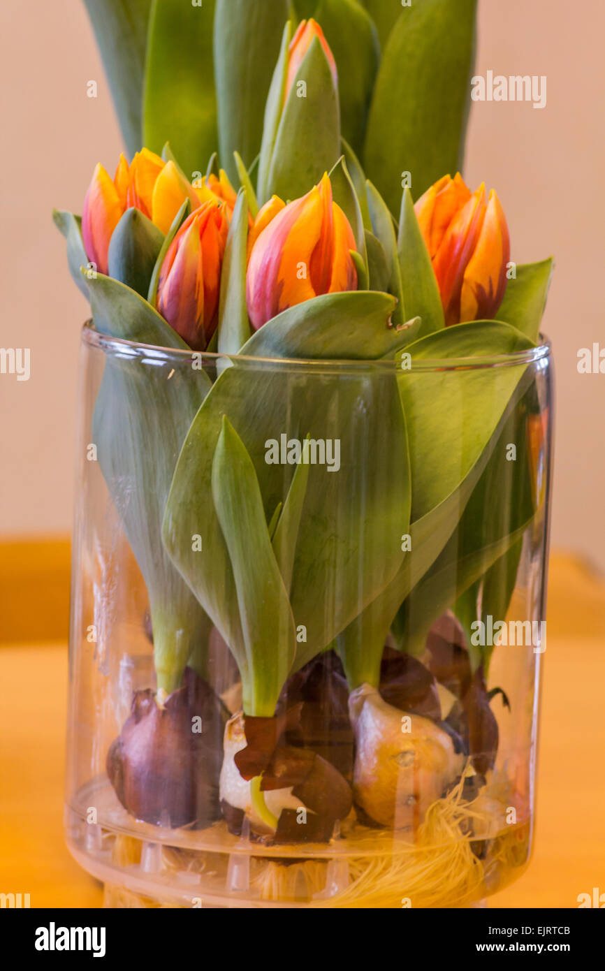 Un vaso pieno di bulbi di tulipani che crescono in acqua Foto stock - Alamy