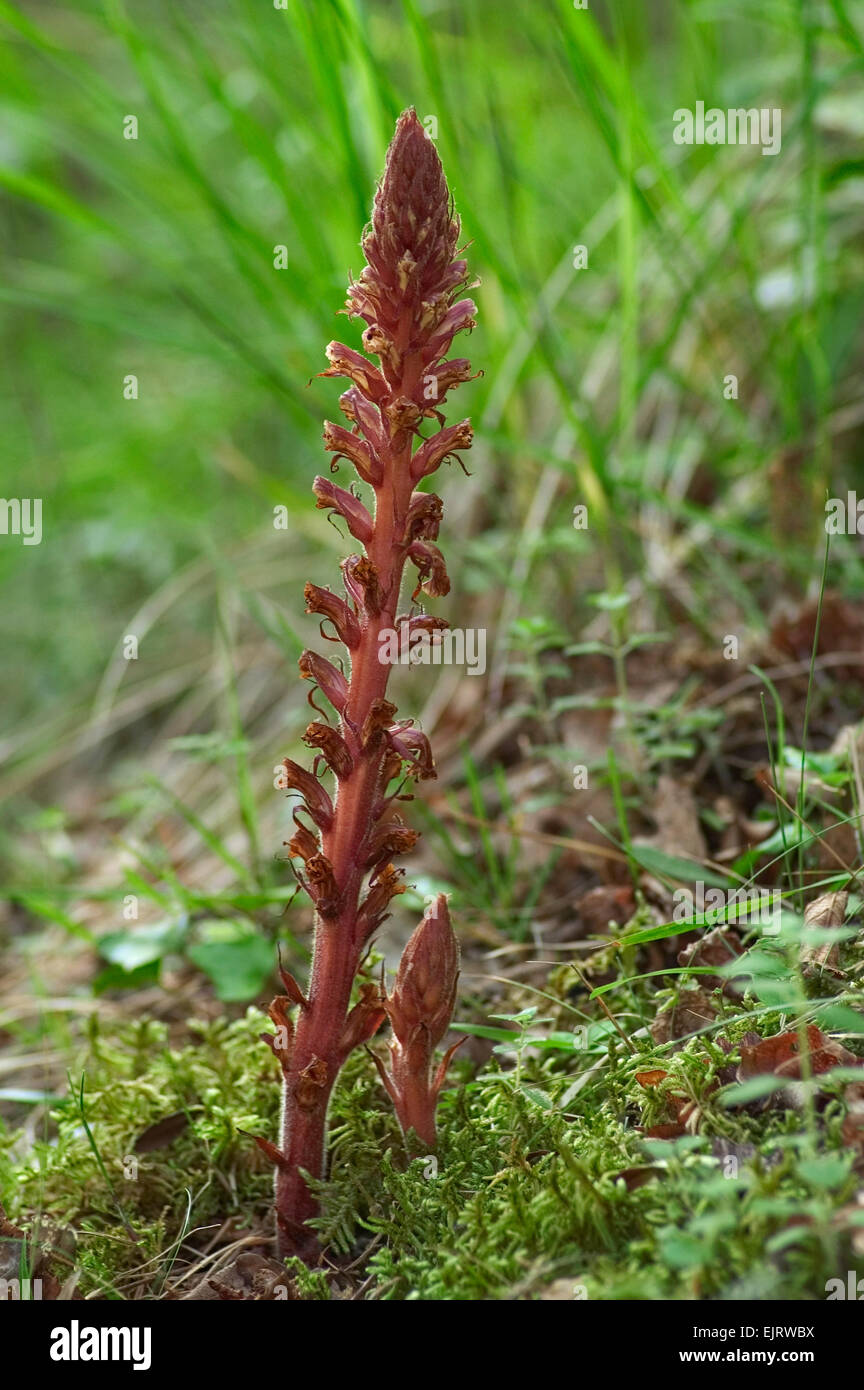 Ivy Succhiamele prataiolo (Orobanche hederae) in fiore Foto Stock