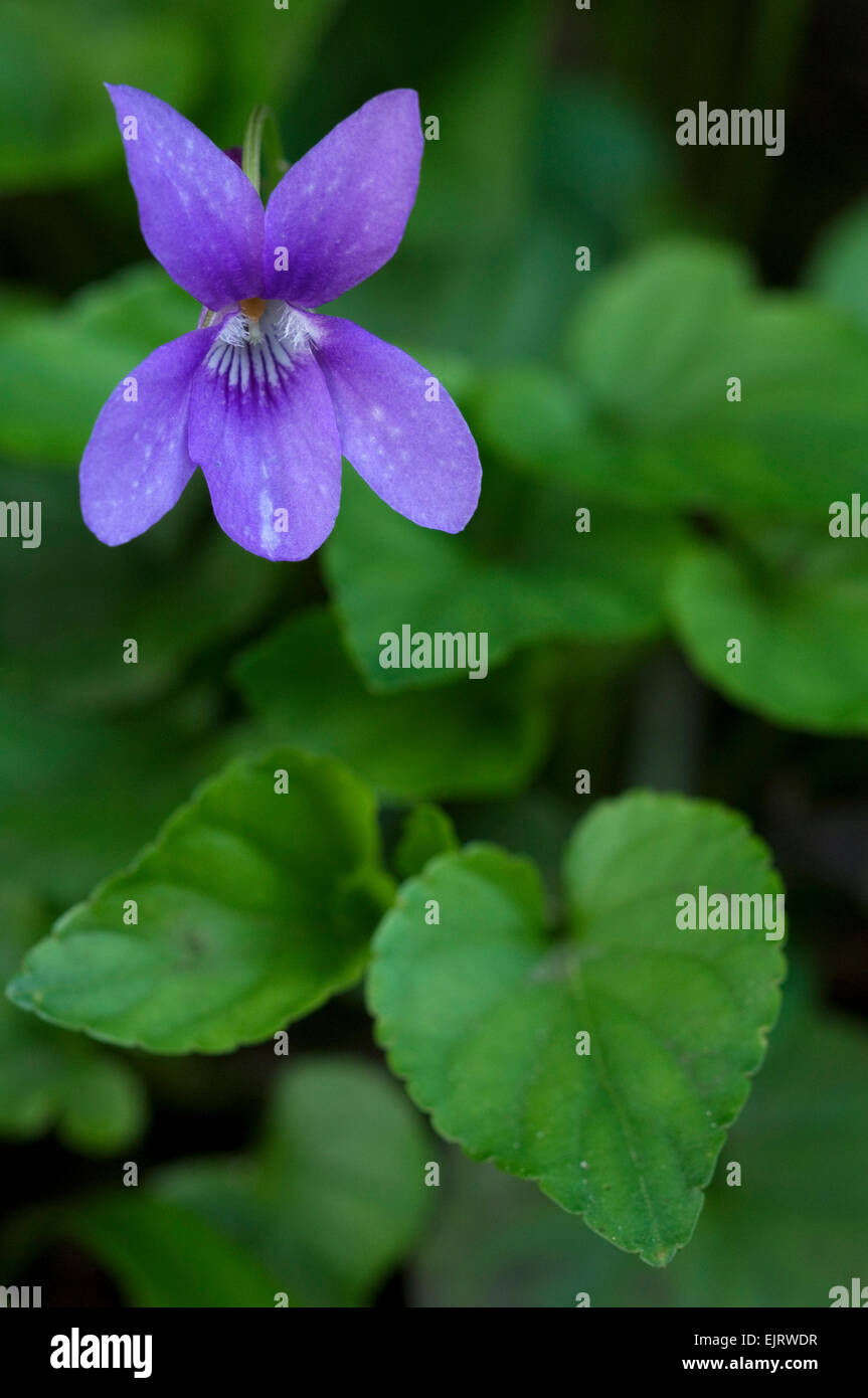 Legno / viola mammola (Viola odorata) in fiore Foto Stock