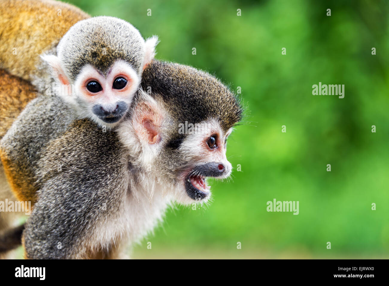 Due scimmie scoiattolo, una madre e suo figlio nella foresta amazzonica vicino a Leticia, Colombia Foto Stock