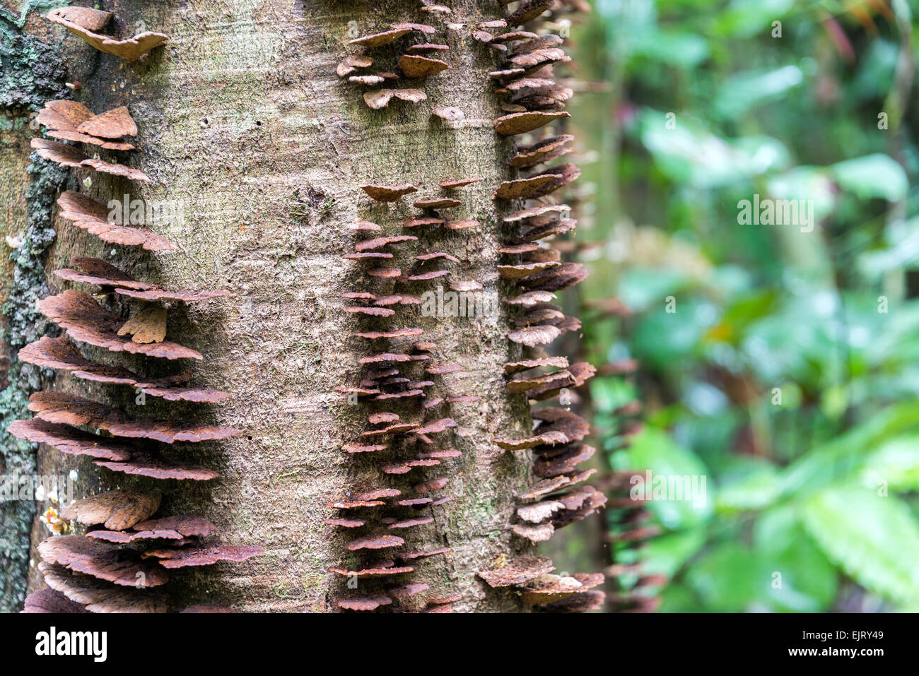 Funghi marrone in crescita sulla corteccia di un albero nel profondo della foresta pluviale amazzonica del Brasile Foto Stock