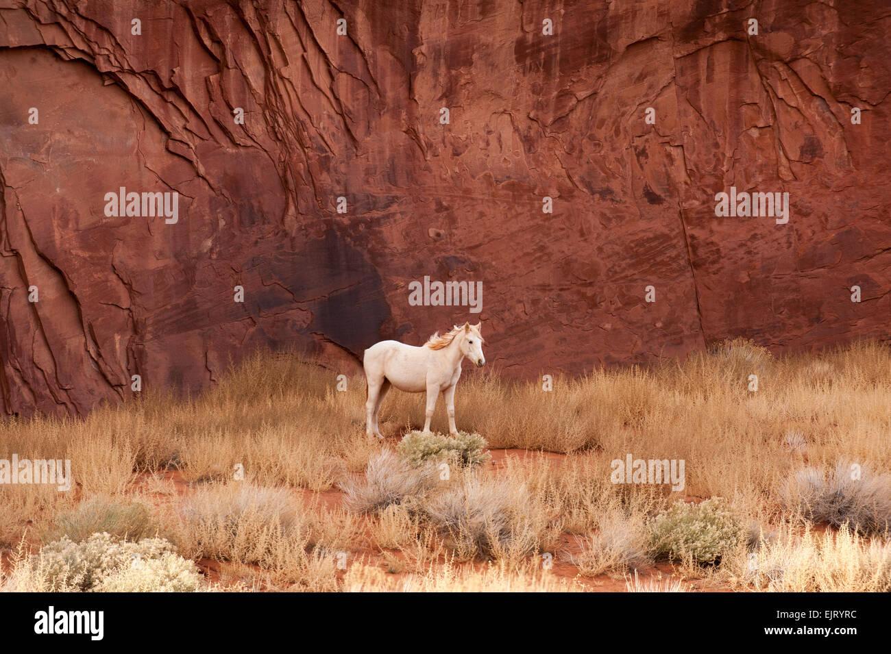 White Horse dalle rocce rosse di Navajo Monument Valley tribal park, Southwest USA Foto Stock