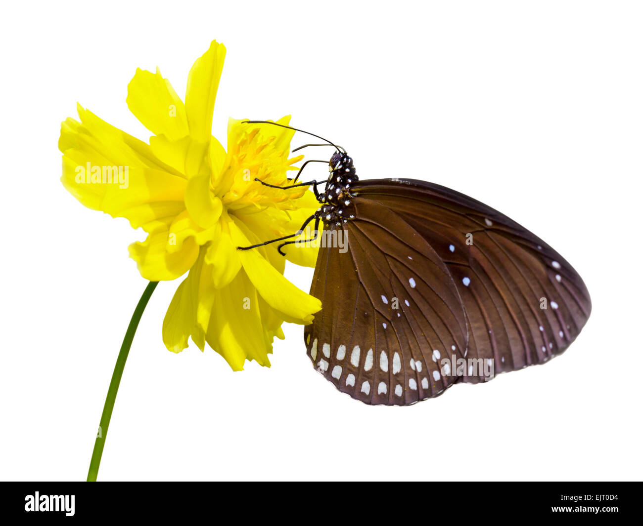 Close up Kaiser nero butterfly ( Penthema binghami ) in cerca di nettare al cosmo giallo fiore isolato su sfondo bianco con c Foto Stock