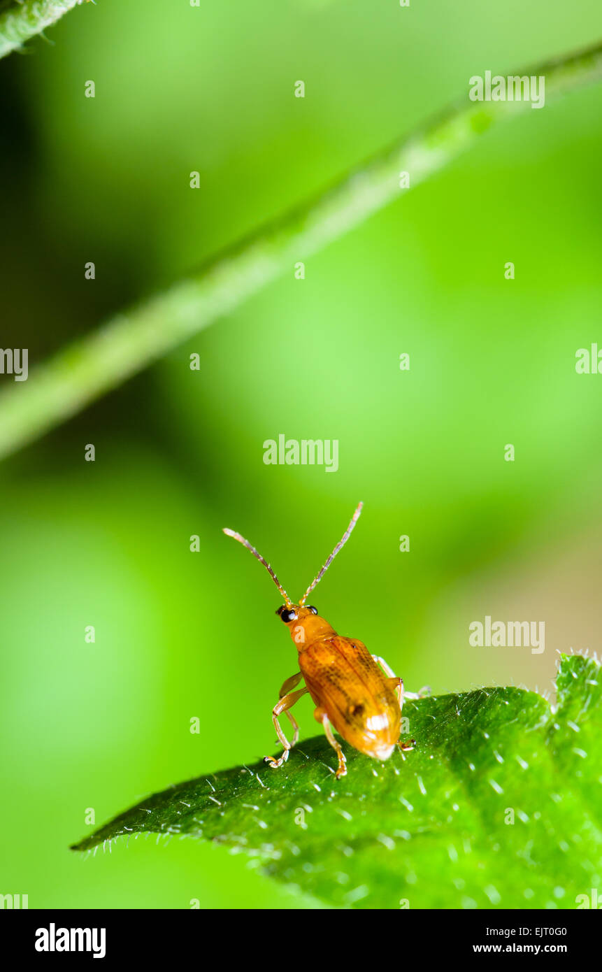 Close up Cucurbit scarabeo o Aulacophora indica su una foglia verde si prepara a volare in avanti Foto Stock