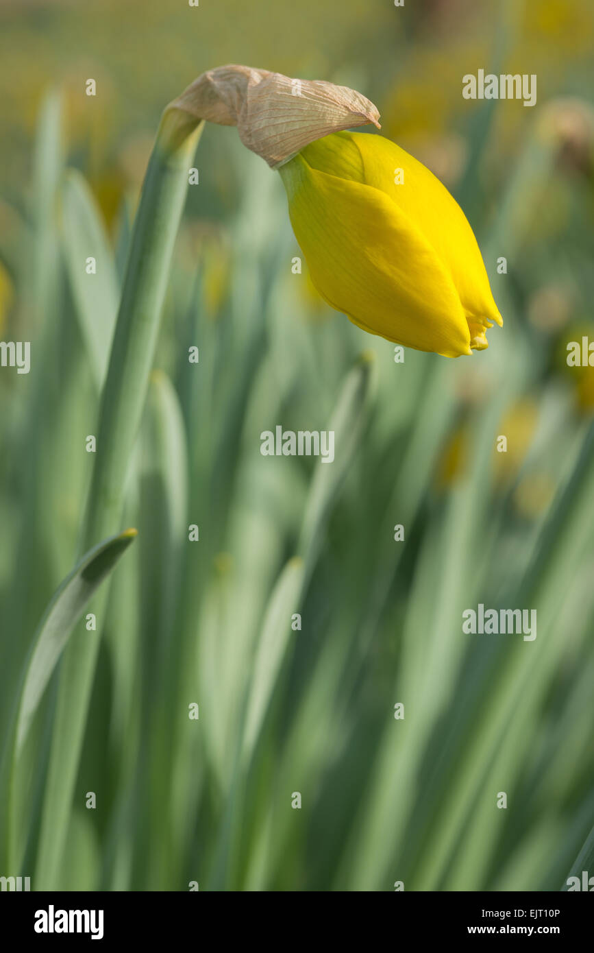 Solo aspettando il momento giusto di masse di chiuso daffodil fiori pronti ad aprire in attesa di Pasqua sun Foto Stock