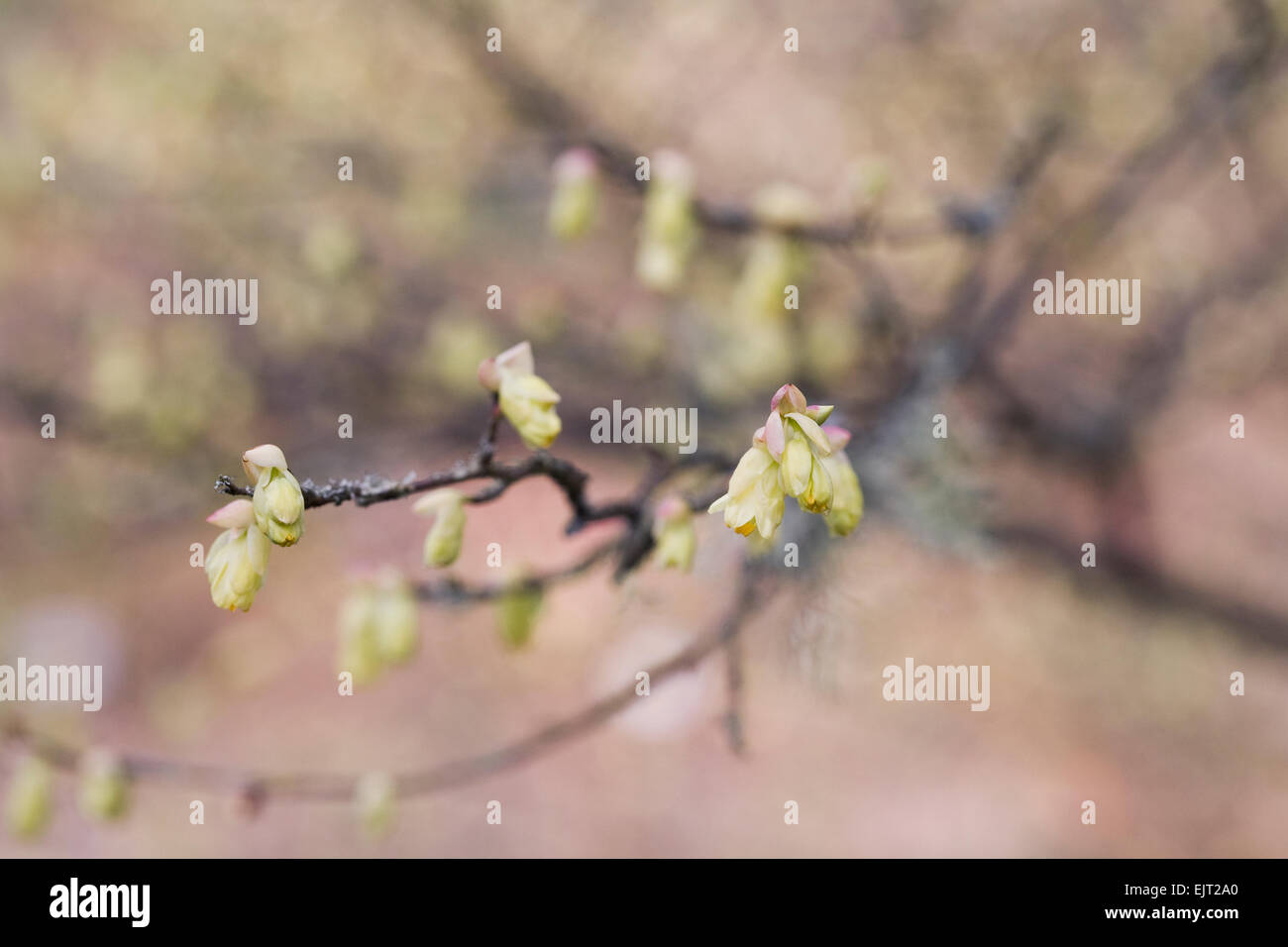 Corylopsis pauciflora fiori in primavera. Foto Stock