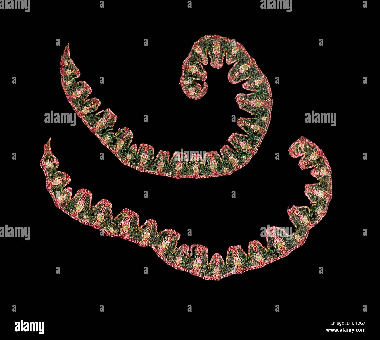 Lyme erba TS Elymus arenarius, campo oscuro fotomicrografia Foto Stock