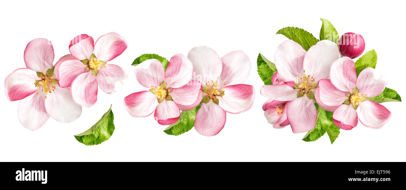 Apple tree blossoms con foglie verdi isolati su sfondo bianco. Fiori di Primavera insieme Foto Stock