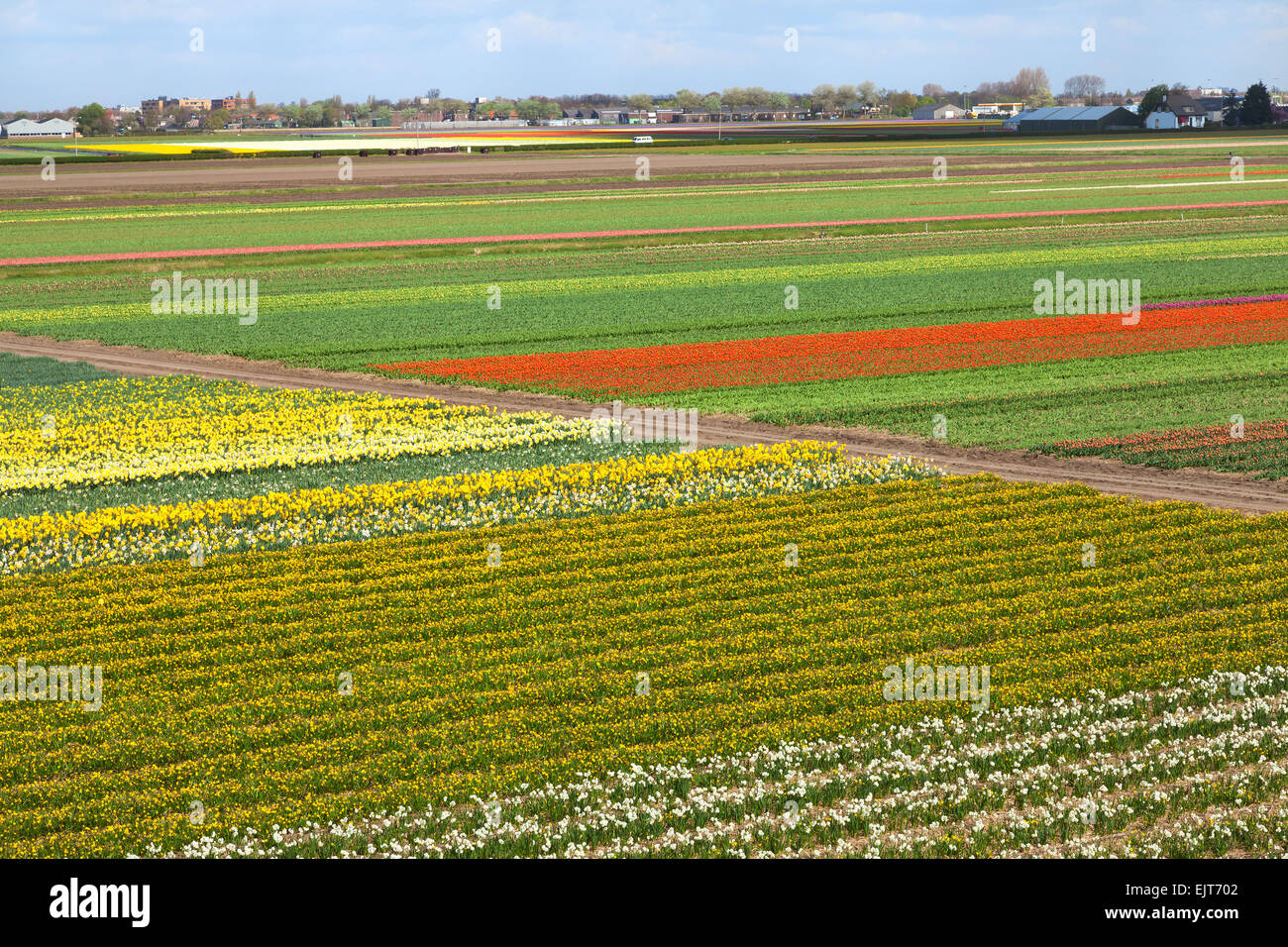 Paesaggio olandese con i tulipani narcisi campi Foto Stock