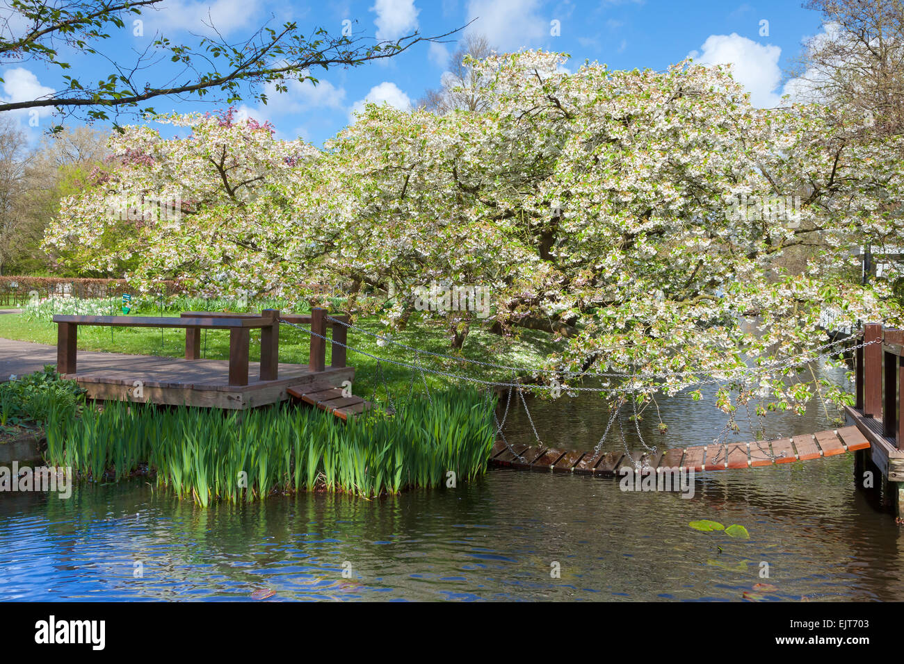 Fiore di Ciliegio alberi in un giardino di primavera Foto Stock