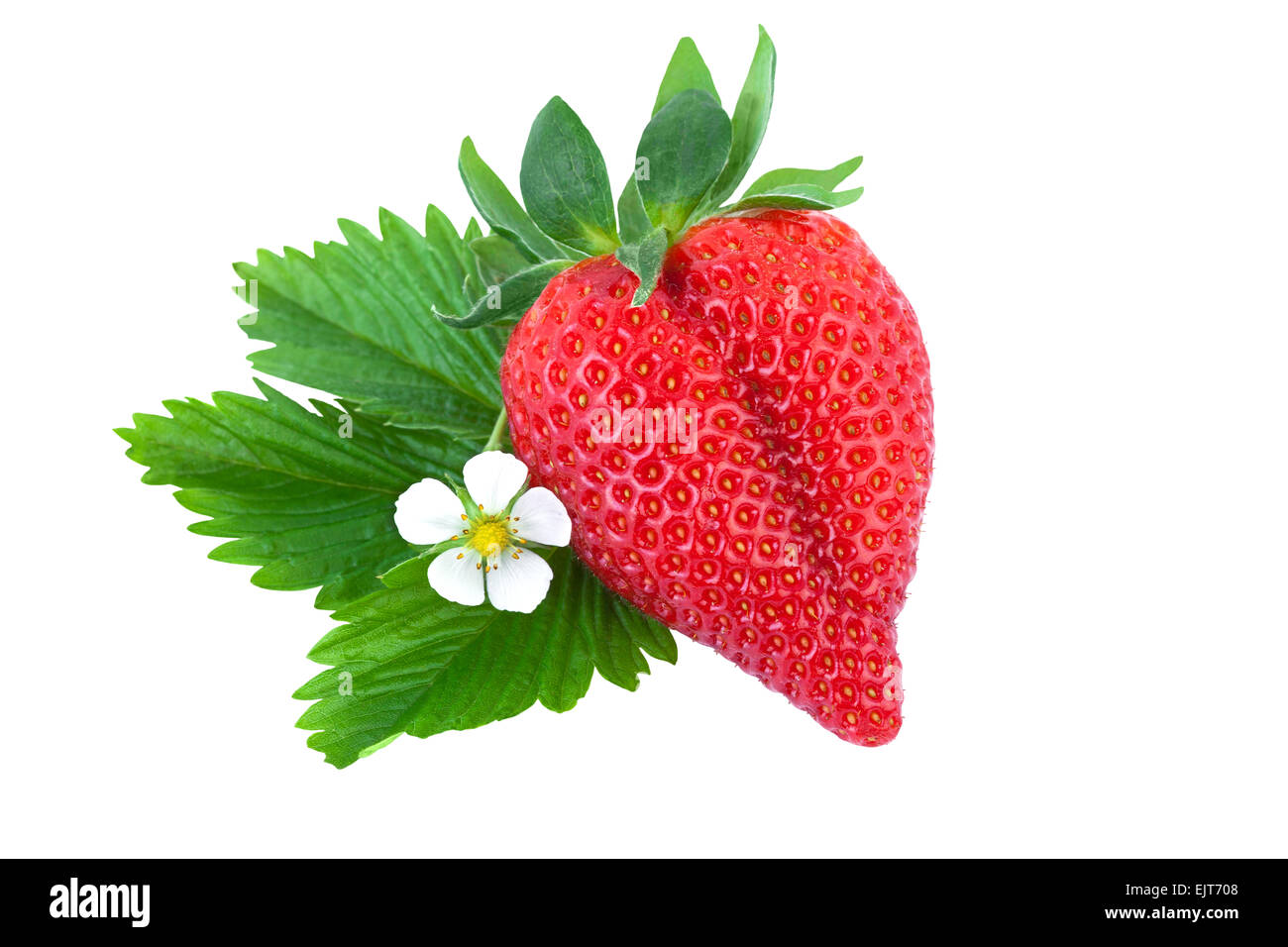 Bio fragola su bianco Foto Stock