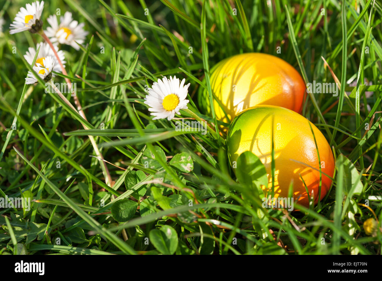 Le uova di pasqua nascoste in erba verde Foto Stock