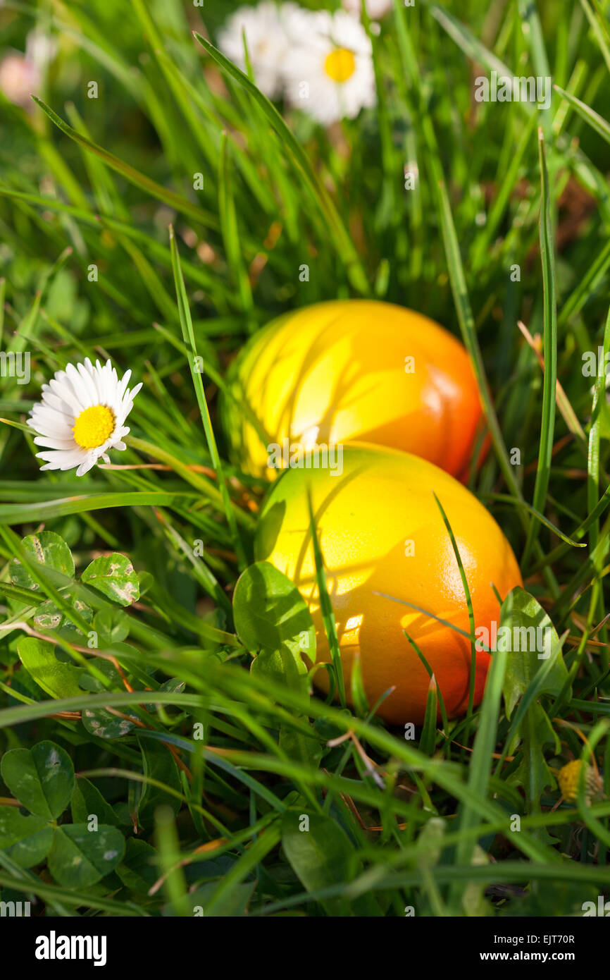 Le uova di pasqua nascoste in erba verde Foto Stock