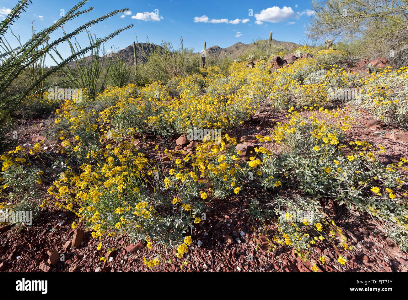 Brittlebush (Encelia farinosa), il Parco nazionale del Saguaro, West, Tucson, Arizona Foto Stock