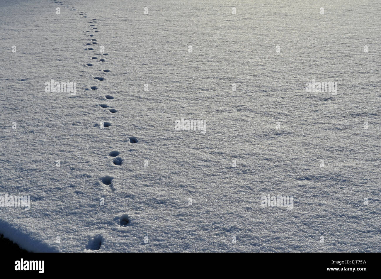 Orme nella neve sulla neve-coperta di bowling green in Dalmuir Park. Foto Stock