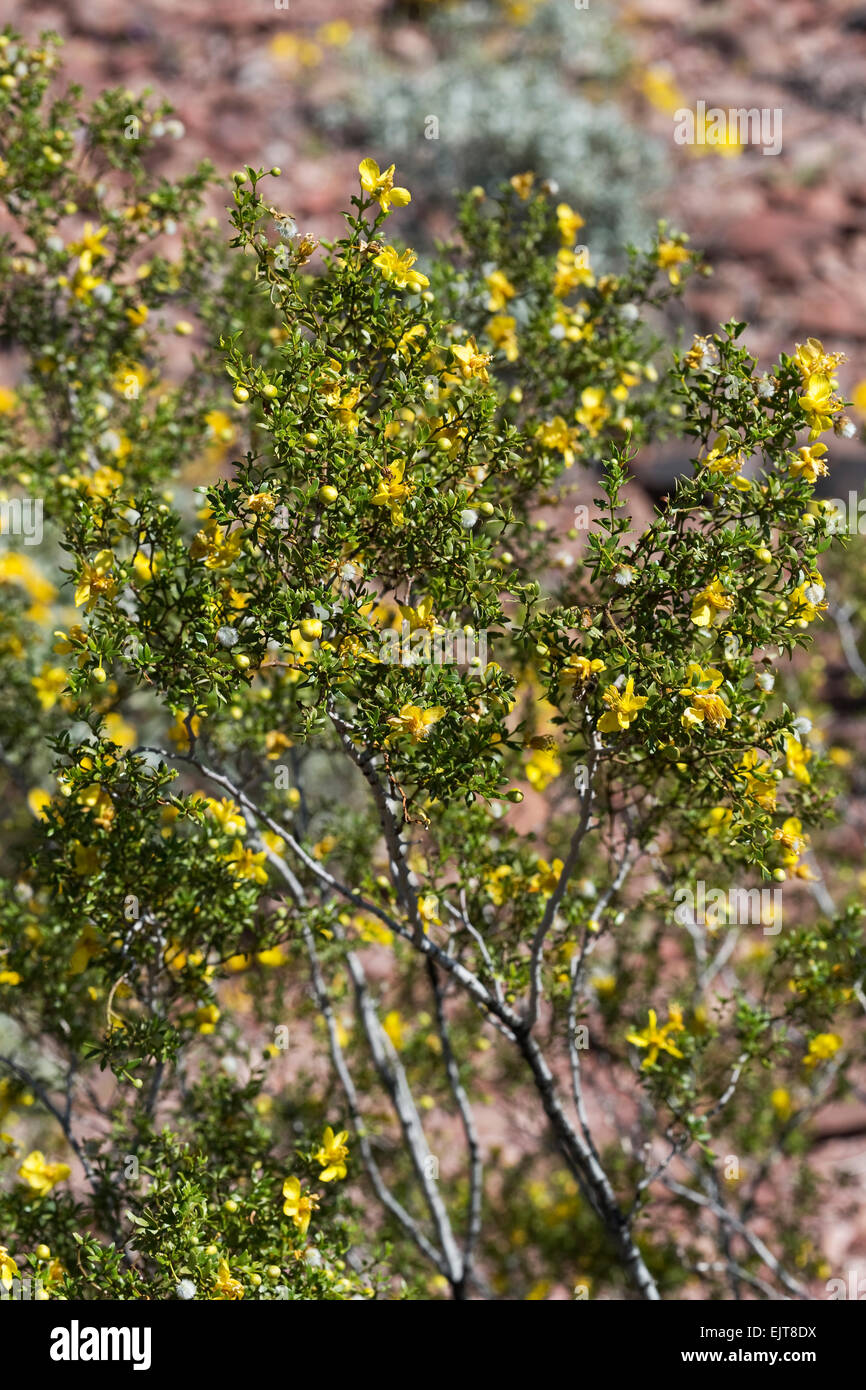Il creosoto bush aka: Greasewood (Larrea Purshia), Arizona Foto Stock