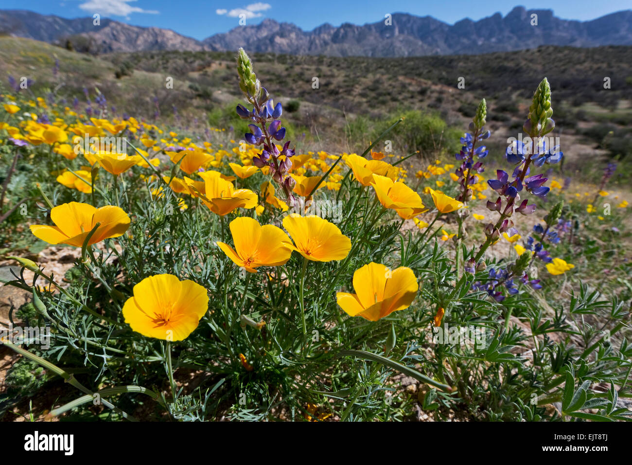 California Poppies aka: Mexican Gold Papaveri (Eschscholzia californica ss. mexicana) fiorisce in stato di Catalina Park, Tucson, Ariz Foto Stock