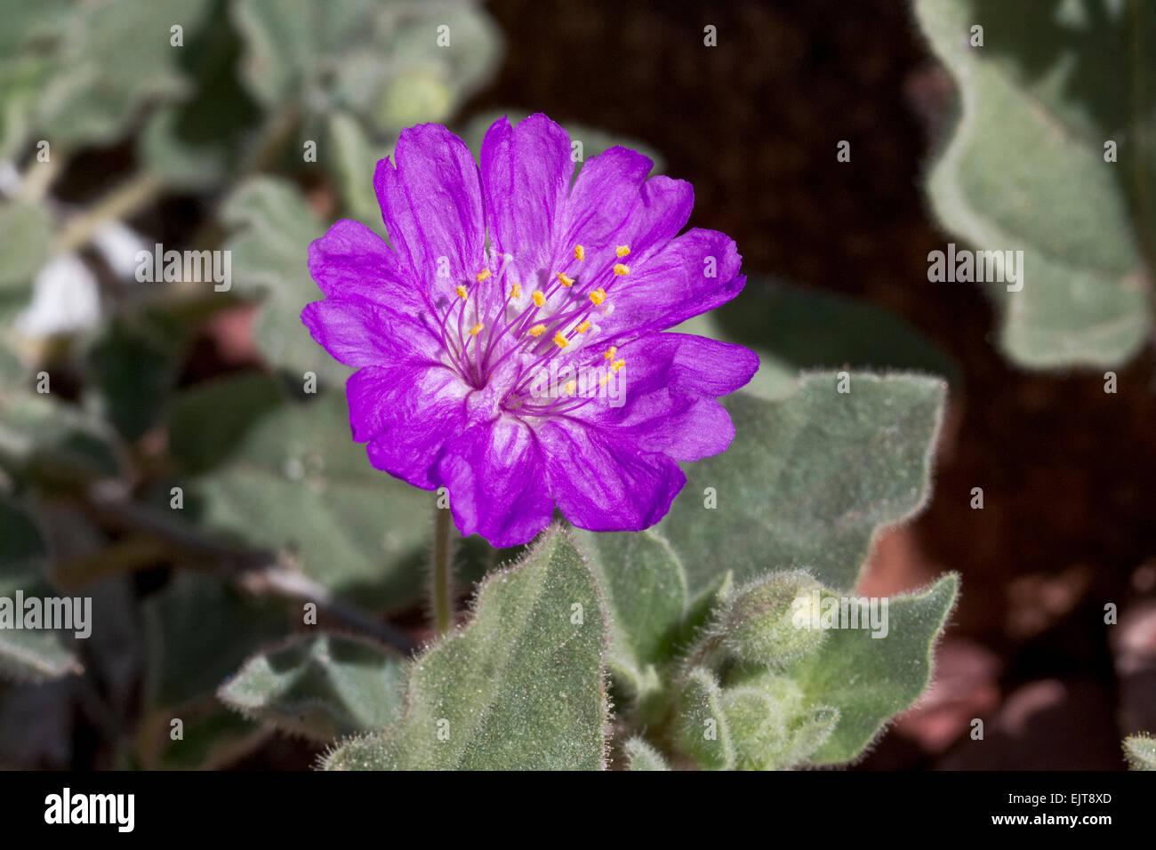 Mulini a vento in coda (Allionia incarnata), Arizona meridionale Foto Stock