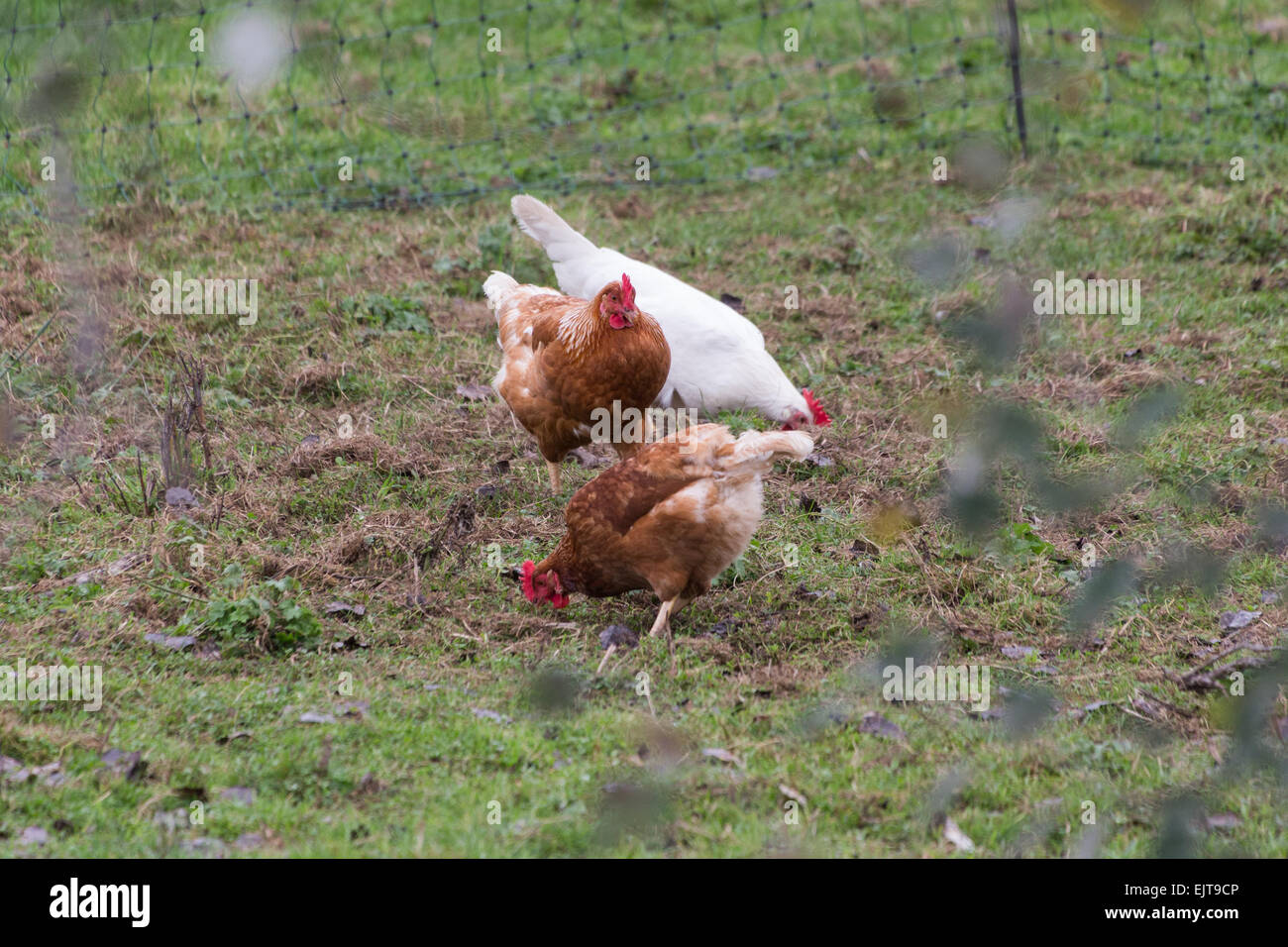 Marrone e Bianco mangiare di gallina al campo di erba Foto Stock