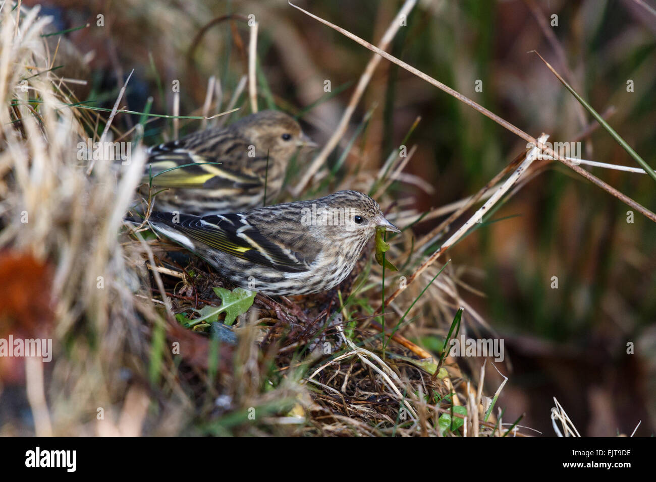 Pine lucherino bird, in Vancouver BC Foto Stock