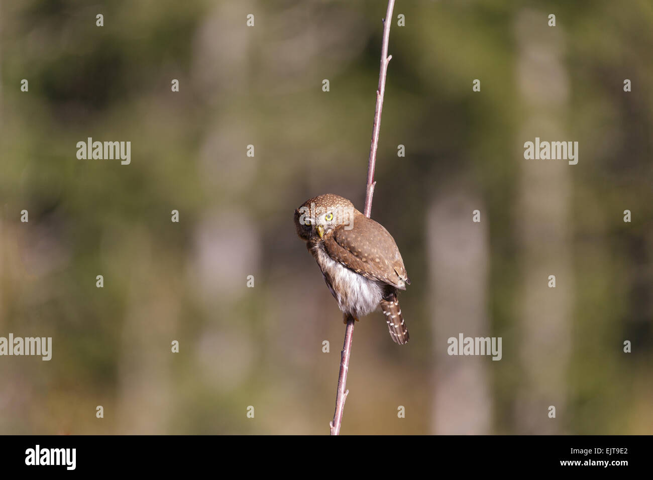 A nord il gufo pigmeo appoggiata su di un ramo di albero Foto Stock