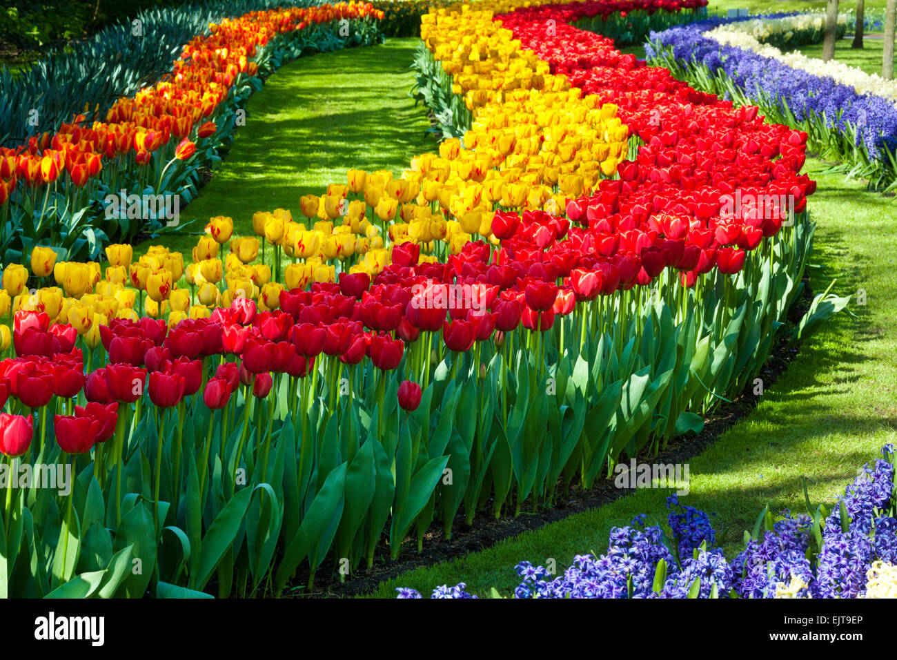 I tulipani in giardini Keukenhof, Paesi Bassi Foto Stock