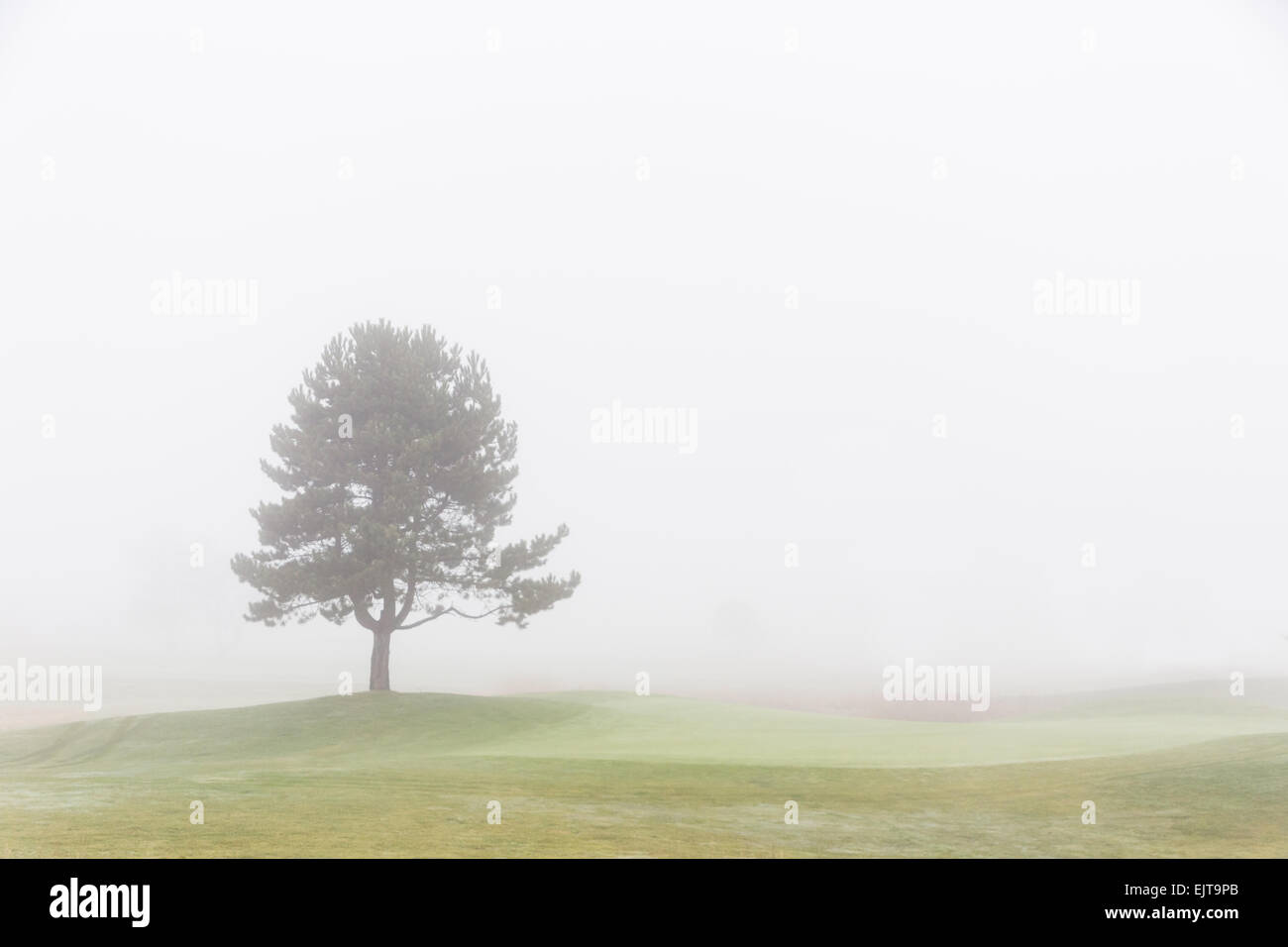 Albero solitario con foggy sky Foto Stock