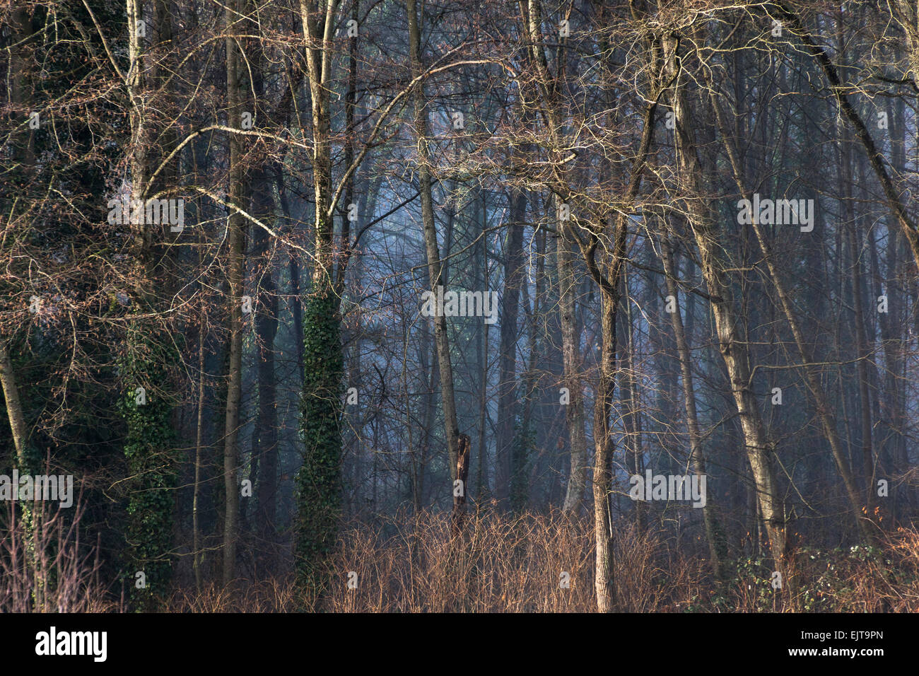 Foresta mistica con la nebbia e la luce del sole Foto Stock
