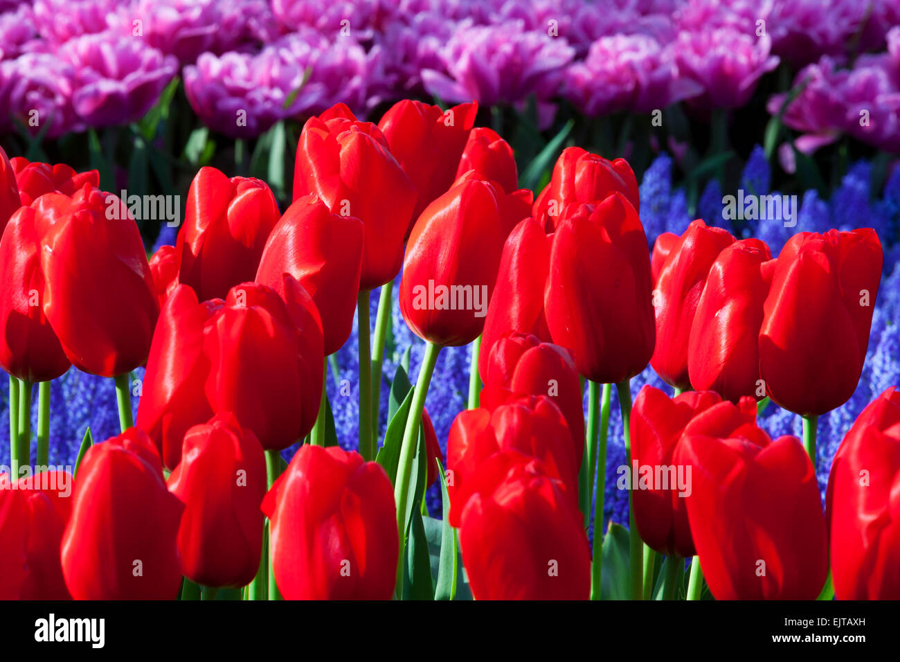 I tulipani in giardini Keukenhof, Paesi Bassi Foto Stock