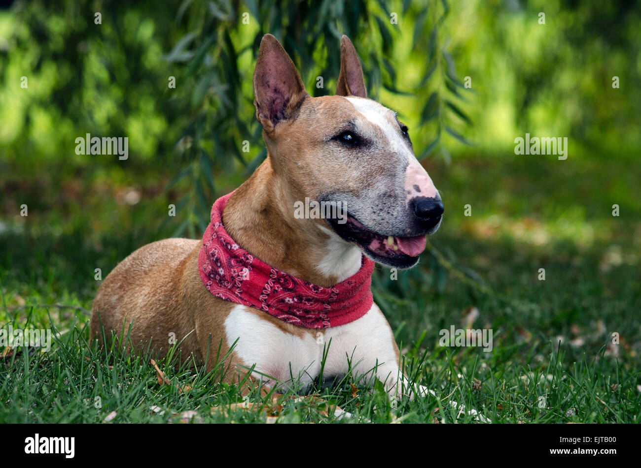 White & tan inglese bull terrier Foto Stock