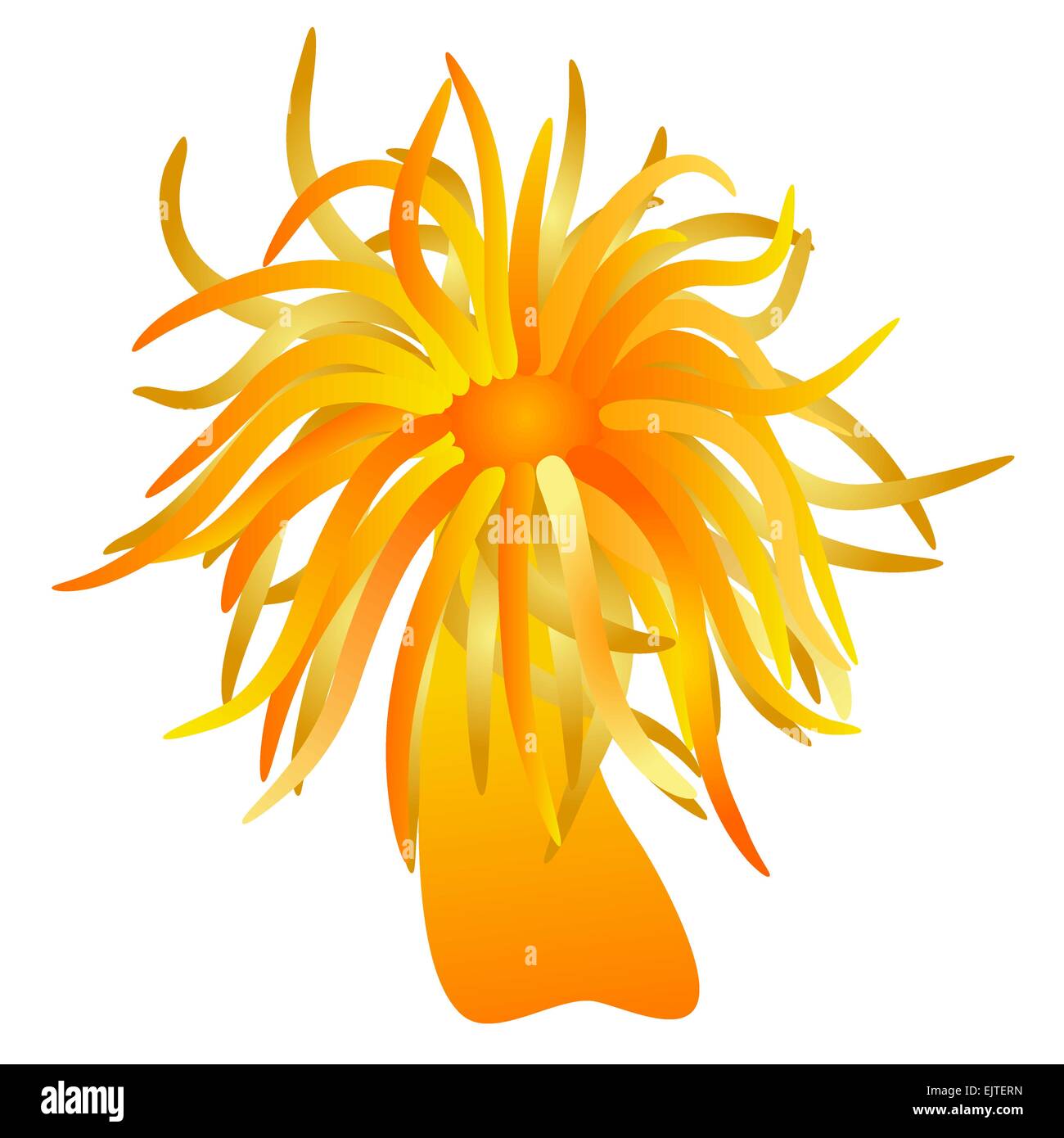 Vector anemone marittimo Illustrazione Vettoriale
