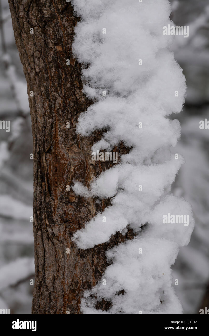 Neve bagnata è aggrappato ad un albero dopo un inizio inverno tempesta di neve creando un interessante formazione. Newmarket, Ontario, Canada. Foto Stock