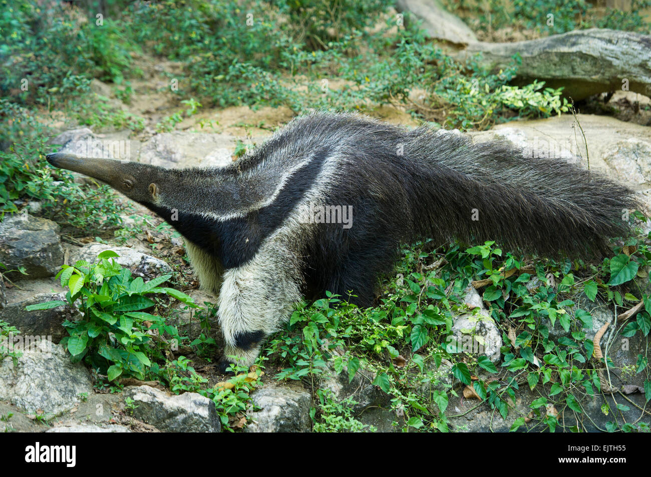 Anteater gigante, Myrmecophaga tridactyla, Suriname, Sud America Foto Stock