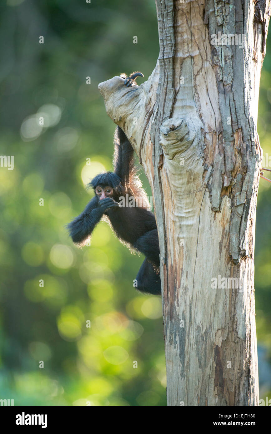 Black spider monkey, Ateles paniscus, Suriname, Sud America Foto Stock