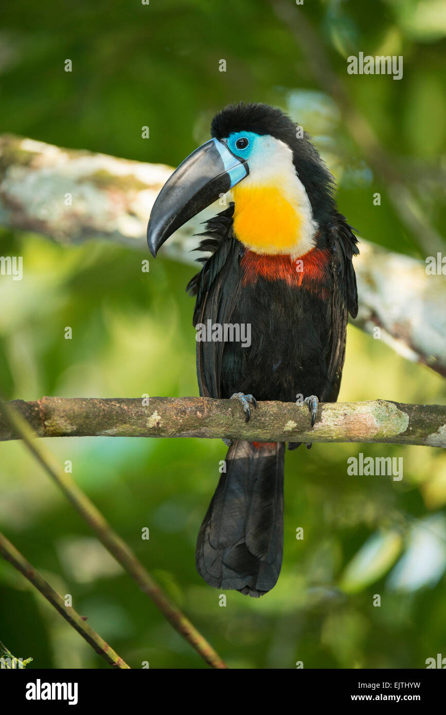 Canale-fatturati toucan, Ramphastos vitellinus, Suriname, Sud America Foto Stock