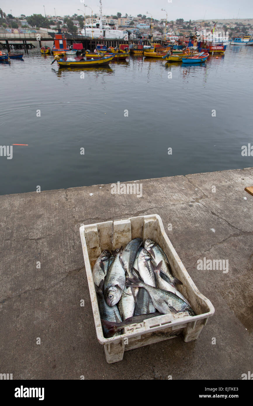 Appena sbarcati pesci, Porto di Caldera, il Cile Foto Stock