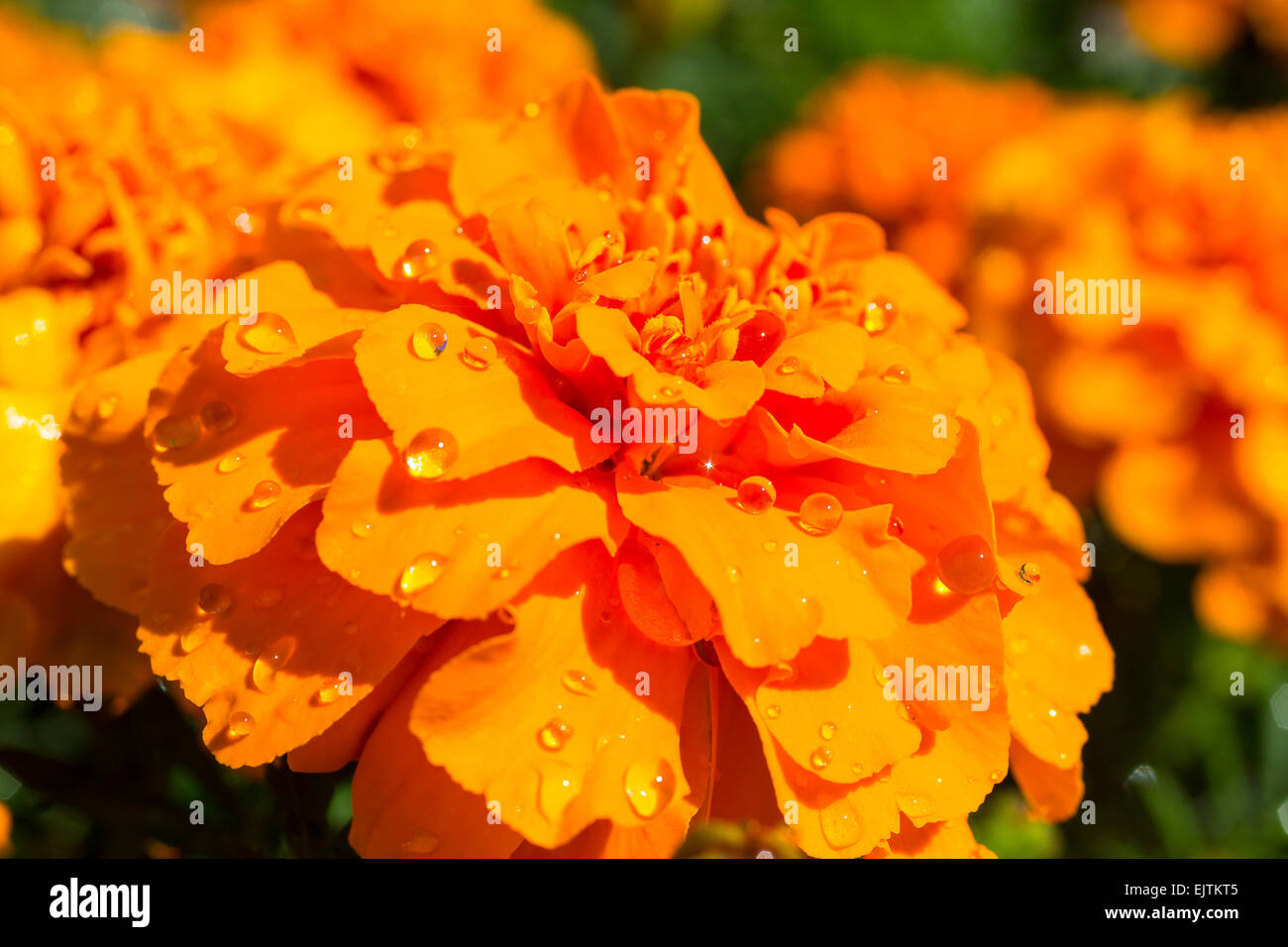 Dewdrops su una fioritura di colore arancione Tagetes fiore (Tagetes) Foto Stock