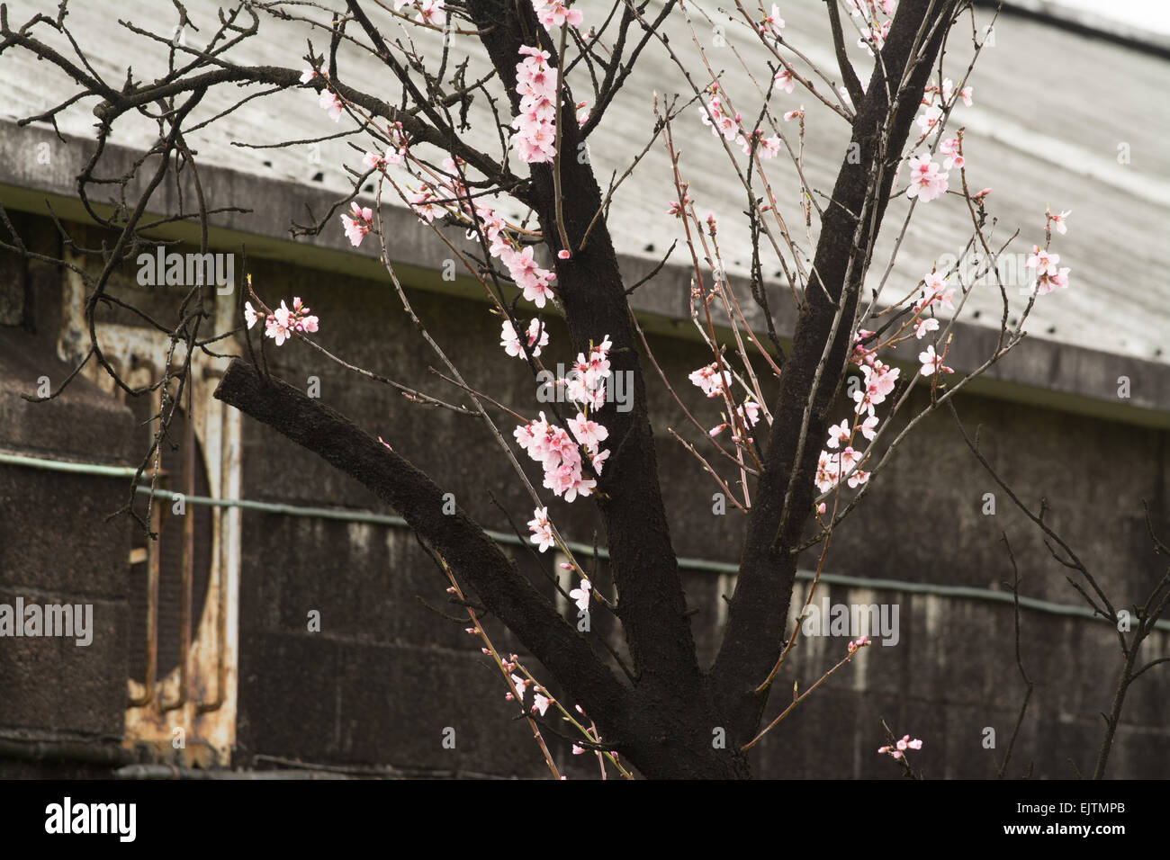 Fiore rosa fioritura su albero coperto con il nero di fuliggine al di fuori dello stampo distilleria di whisky magazzini di stoccaggio in Scozia, Regno Unito Foto Stock