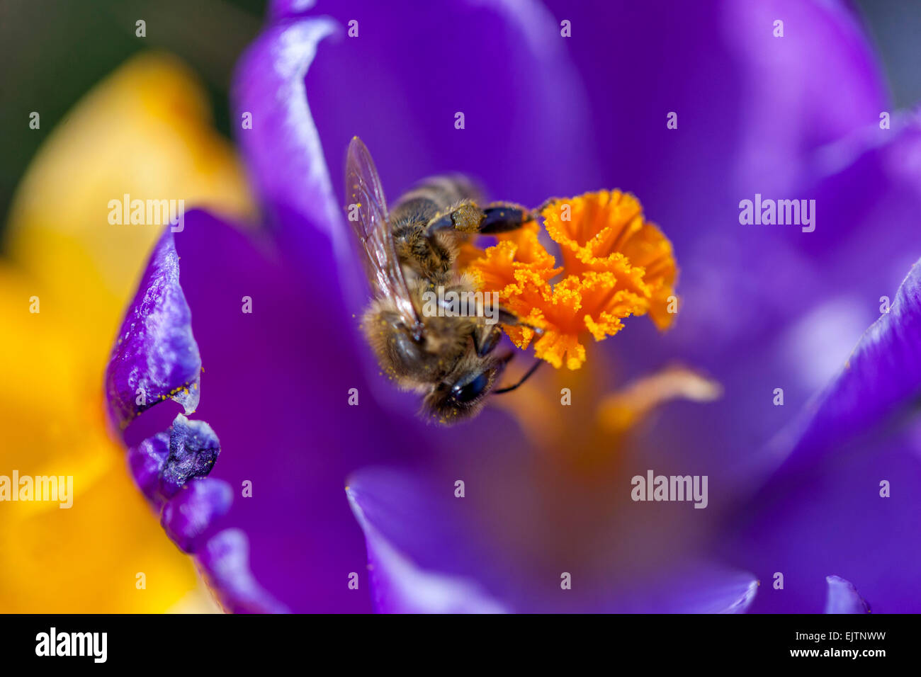 Crocus e miele delle api Apis mellifera Foto Stock