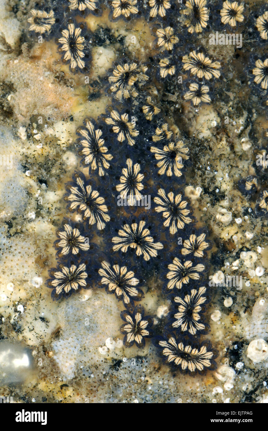Star - Ascidian Botryllus schlosseri Foto Stock