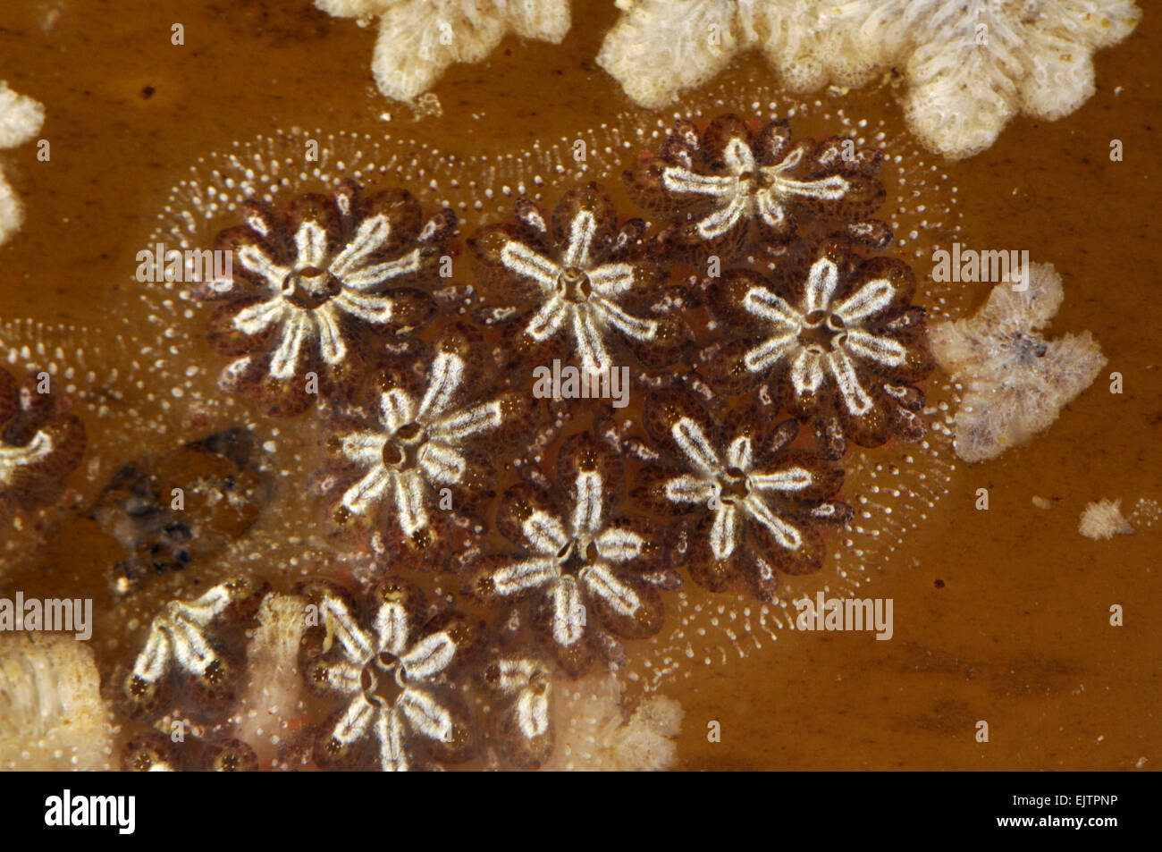 Star - Ascidian Botryllus schlosseri Foto Stock
