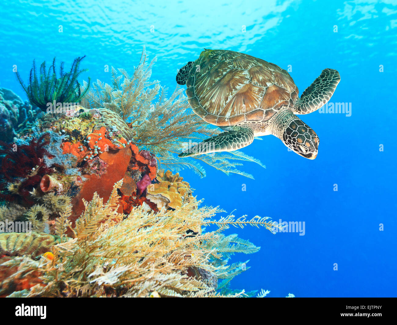Turtle nuoto sott'acqua tra la scogliera di corallo Foto Stock