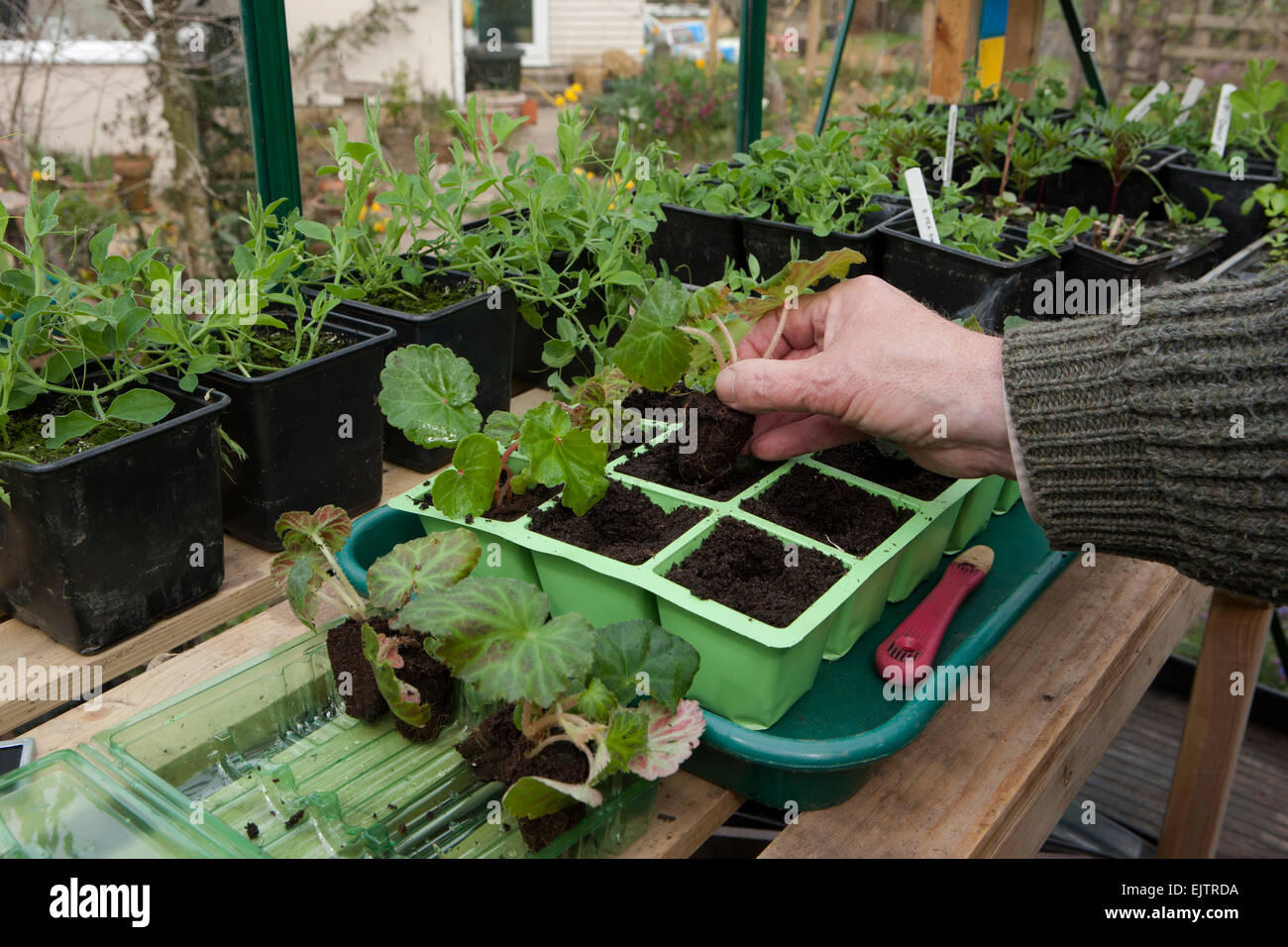 Un giardiniere potting sul vivaio Comprata spina Trailing Begonia pianta in moduli riempiti con il compost sul banco di lavoro di serra. Foto Stock